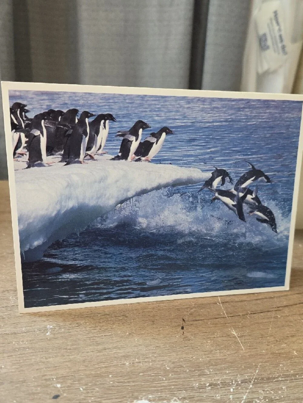 Penguin Photo Folded Greeting Cards Set - Blue Colorway